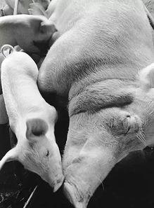 日本明星 猪,日本明星的跨界魅力与影响力