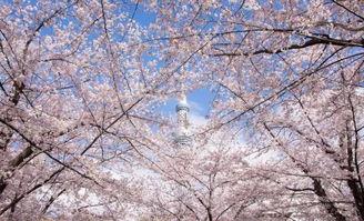 日本的天空树,日本现代建筑奇迹的璀璨星空之旅”