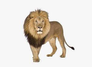 狮子惊魂免费观看,免费解锁惊险冒险之旅