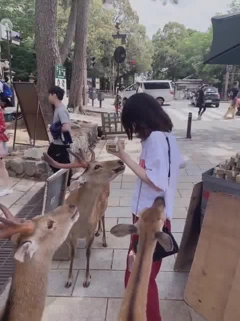 日本太乱,繁华背后的混乱与挑战