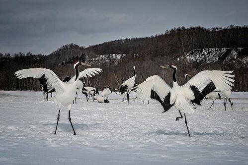 仙鹤的视频,自然之美与和谐共生