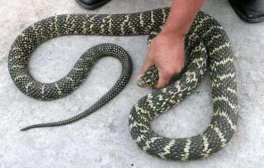 我是大明星蛇,揭秘娱乐圈的蛇蝎美人传奇