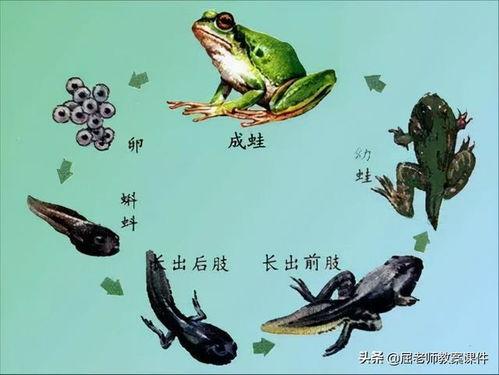 蝌蚪网蝌蚪在线播放,畅游知识海洋的便捷之门