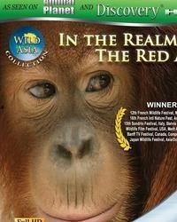 日本赤猿,探寻日本神秘生物的奥秘