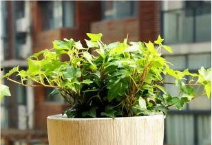 12月新植物爆料新闻,12月新植物爆料，带你探索植物界的冬日新宠