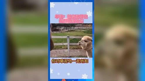 娱乐吃瓜音频